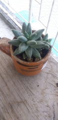 Pachyphytum compactum
