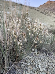 Astragalus cusickii sterilis