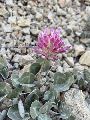 Owyhee clover (Trifolium owyheense)