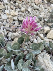 Trifolium owyheense