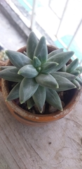 Pachyphytum compactum