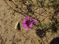 Thymus pallasianus
