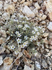 Sabulina nuttallii