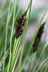 Carex appropinquata