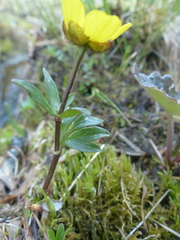Ranunculus nivalis