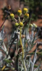 Senecio cinerascens