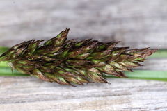 Carex appropinquata