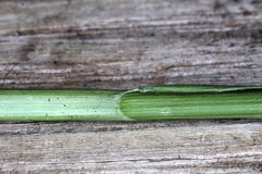 Carex appropinquata