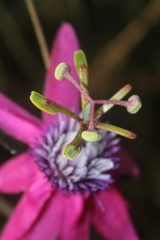 Passiflora rogitamensis
