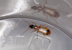 Demetrias monostigma