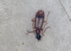 Demetrias monostigma