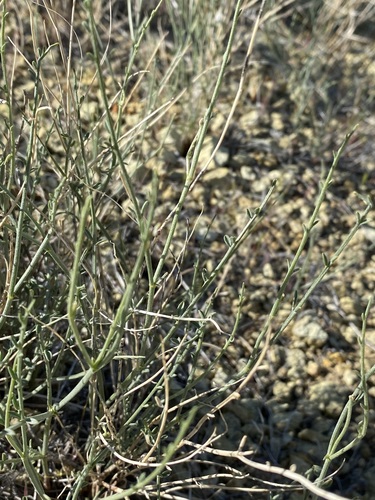 Barren Milkvetch (Astragalus sterilis)