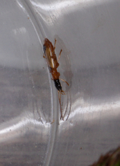 Demetrias monostigma