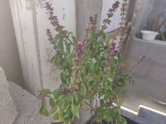 Ocimum carnosum