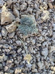 Lomatium foeniculaceum macdougalii