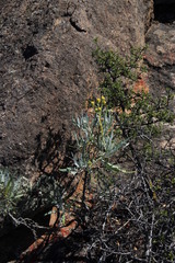 Senecio cinerascens