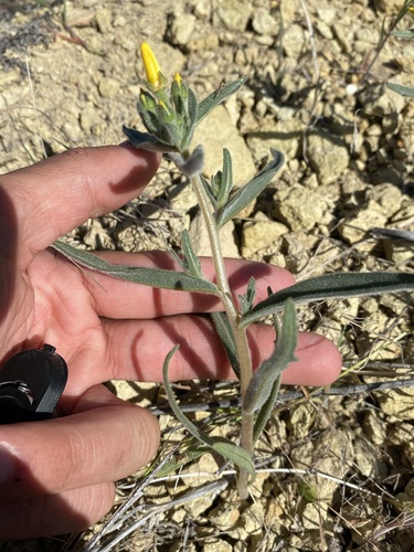 Image of Mentzelia packardiae by (c) Matt Berger, some rights reserved (CC BY)