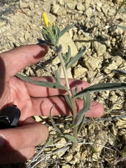 Mentzelia packardiae