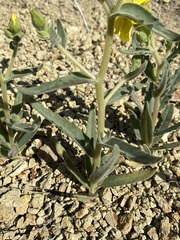 Mentzelia packardiae