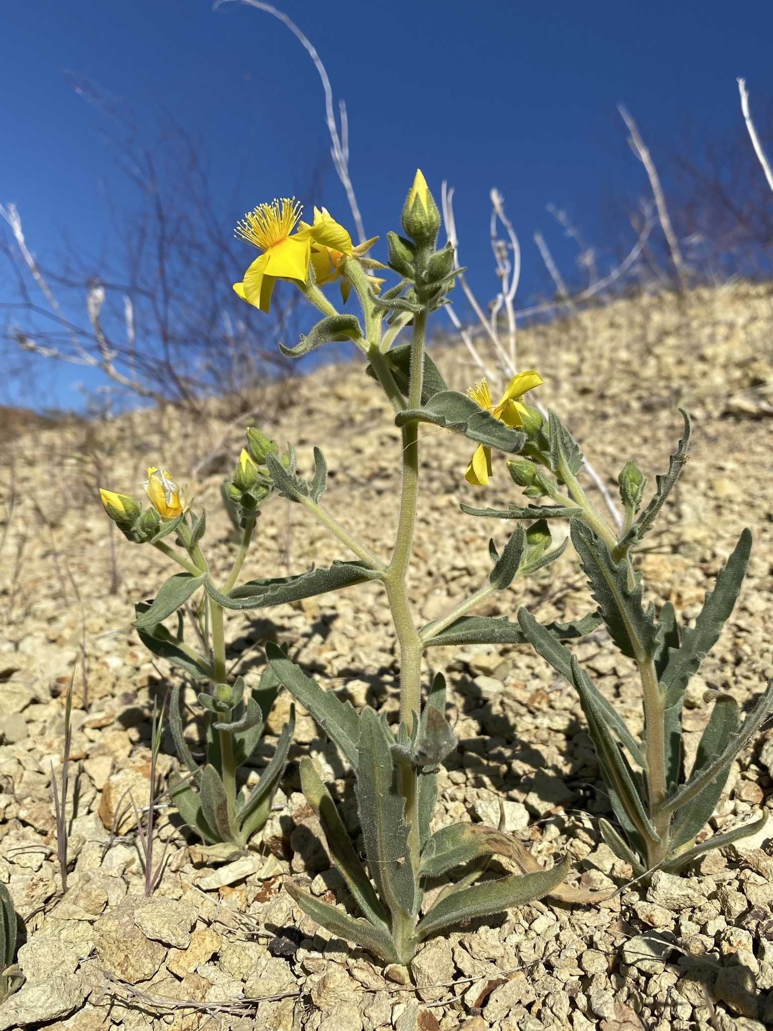Mentzelia packardiae