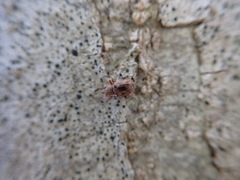 Xanthonia decemnotata
