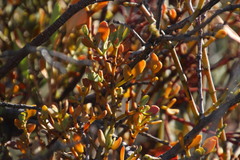 Viscum rotundifolium