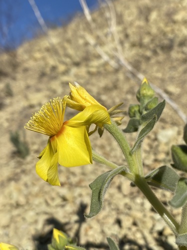 Image of Mentzelia packardiae by (c) Matt Berger, some rights reserved (CC BY)