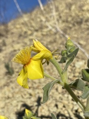 Mentzelia packardiae