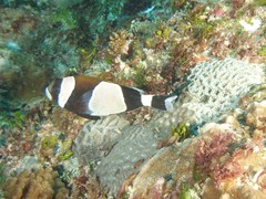 Amphiprion latezonatus