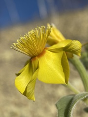 Mentzelia packardiae