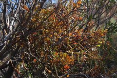 Viscum rotundifolium