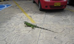 Iguana iguana