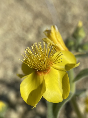 Image of Mentzelia packardiae by (c) Matt Berger, some rights reserved (CC BY)