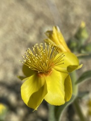 Mentzelia packardiae