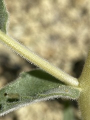 Mentzelia packardiae