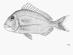 Pacific Porgy photo 4