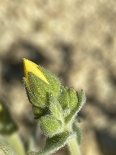 Image of Mentzelia packardiae by (c) Matt Berger, some rights reserved (CC BY)