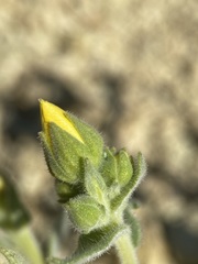 Mentzelia packardiae