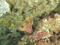 Ostorhinchus norfolcensis
