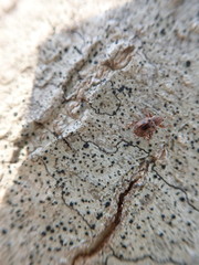 Xanthonia decemnotata