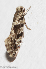Nemapogon granella