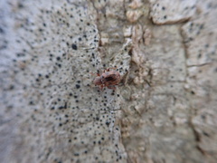 Xanthonia decemnotata