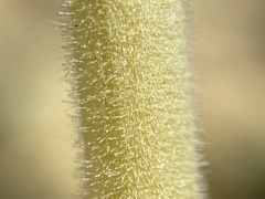 Mentzelia packardiae