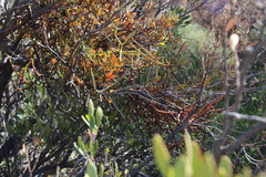 Viscum rotundifolium