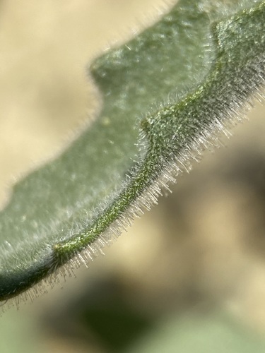 Image of Mentzelia packardiae by (c) Matt Berger, some rights reserved (CC BY)