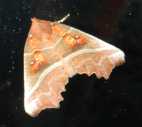 Herald Moth photo 3