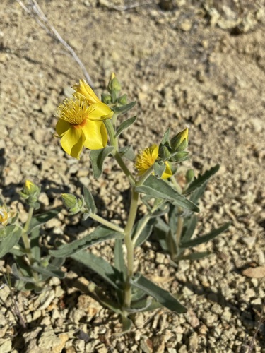 Image of Mentzelia packardiae by (c) Matt Berger, some rights reserved (CC BY)
