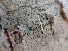Xanthonia decemnotata