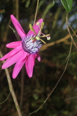 Passiflora rogitamensis