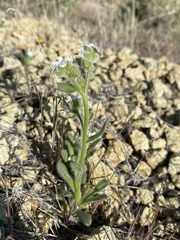 Amsinckiopsis kingii